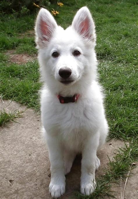 white gsd puppies for sale